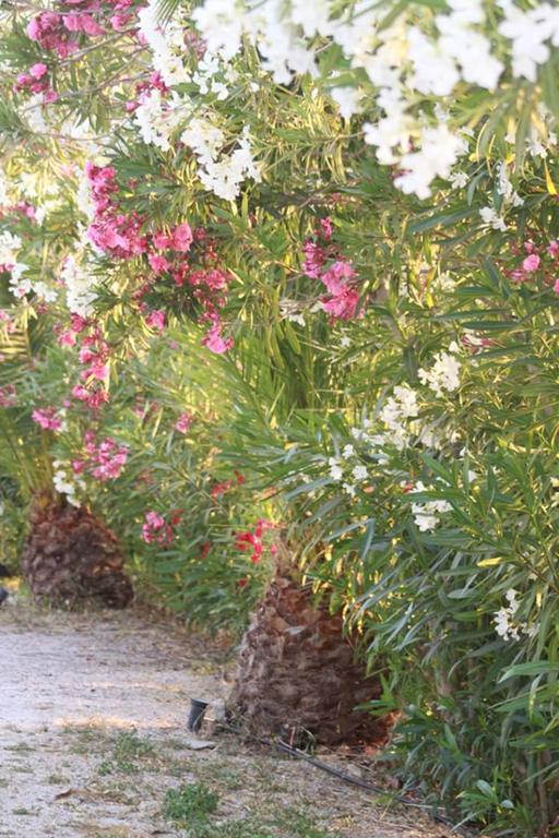 Villa Irini Almirida エクステリア 写真